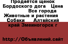 Продаётся щенок Бордоского дога › Цена ­ 37 000 - Все города Животные и растения » Собаки   . Алтайский край,Змеиногорск г.